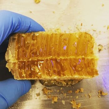 A gloved hand holding a piece of honeycomb.