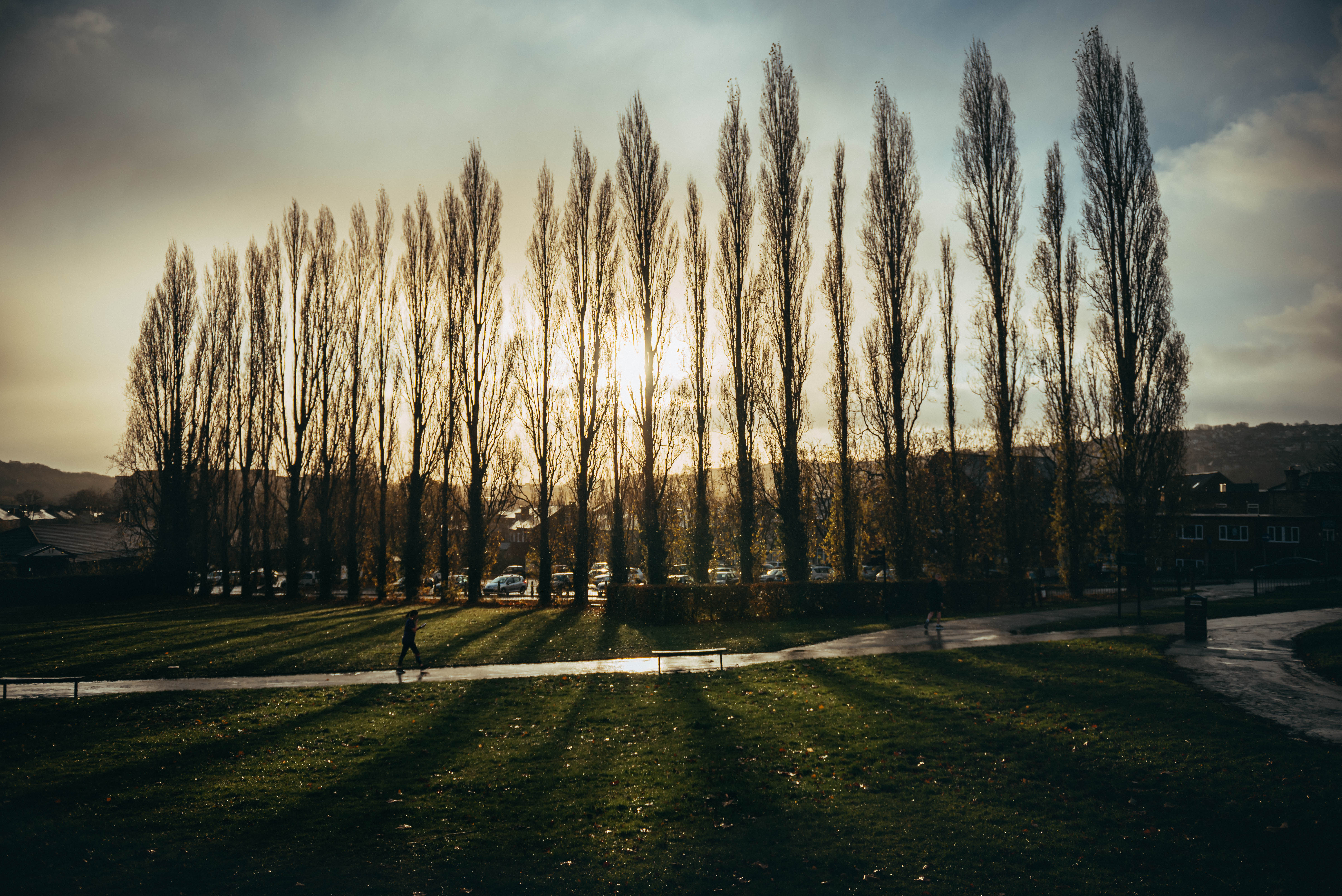 A line of poplar trees at sunrise.