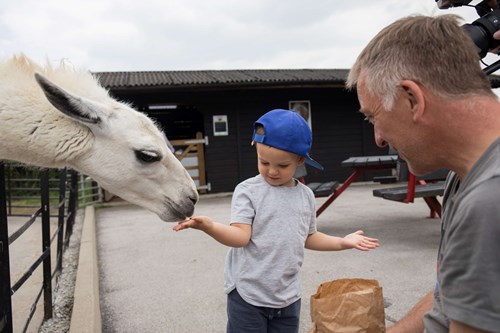 A child wearing a blue cap is feeding a white llama by hand at an outdoor animal enclosure. The child is standing next to an adult who is holding a paper bag, likely containing food. The background shows a dark wooden building with a sloped roof and a picnic table.