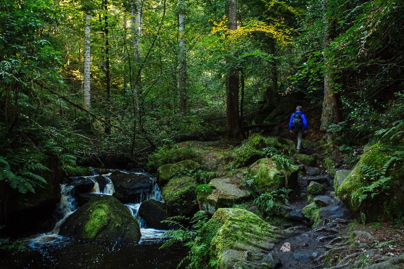 A man walks along a path next to a river in the forest at Wymingbrook  in Sheffield.
