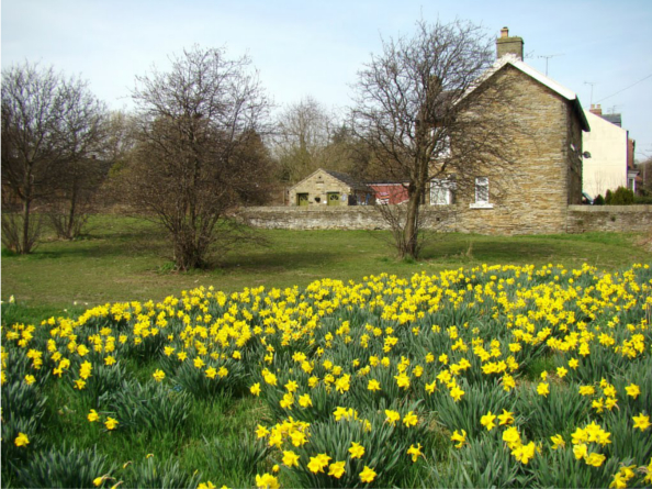 Daffodils at Greenhill Park.