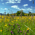 A meadow full of wild flowers on a sunny day.