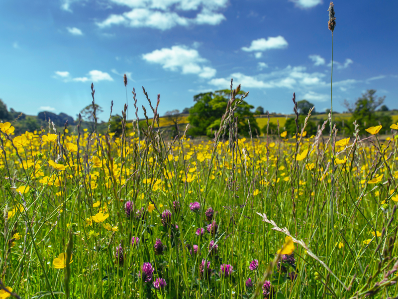 A meadow full of wild flowers on a sunny day.